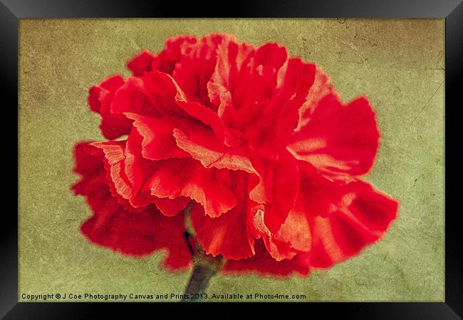 Red Carnation. Framed Print by Julie Coe
