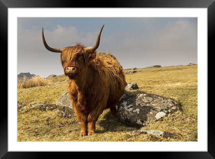 Ditsworthy Highland Cow Framed Mounted Print by David Merrifield
