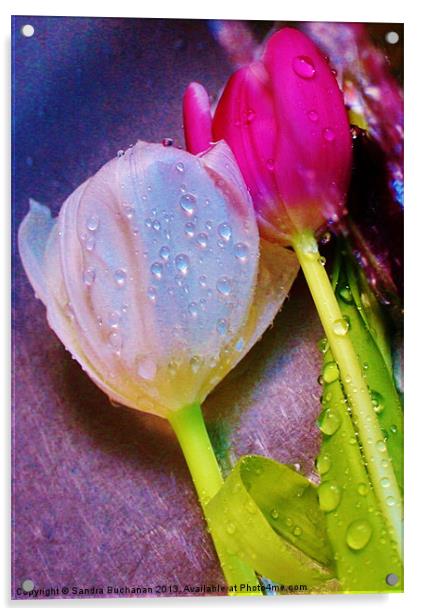 2 Freshly Watered Tulips Acrylic by Sandra Buchanan