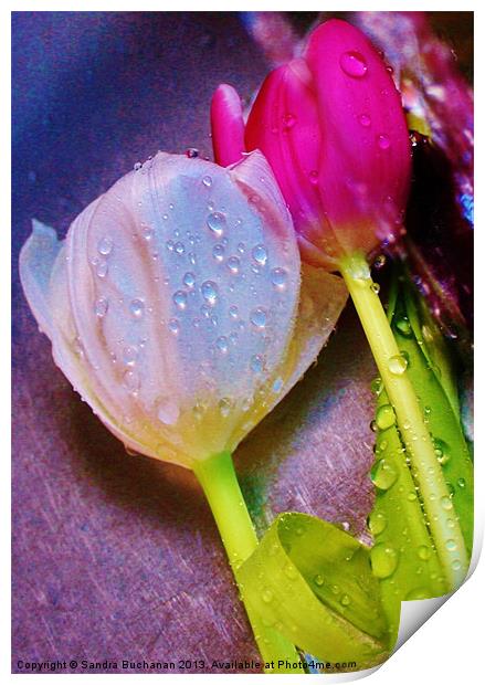 2 Freshly Watered Tulips Print by Sandra Buchanan