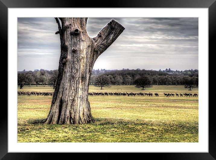 Windsor Great Park Framed Mounted Print by Simon West