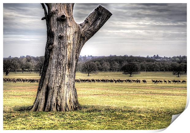 Windsor Great Park Print by Simon West