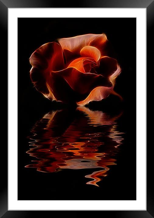 rose phone case Framed Mounted Print by pixelviii Photography