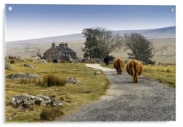Ditsworthy Cows Acrylic by David Merrifield