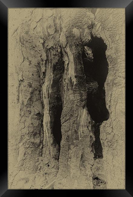 Rippled Bark iPhone case Framed Print by pixelviii Photography