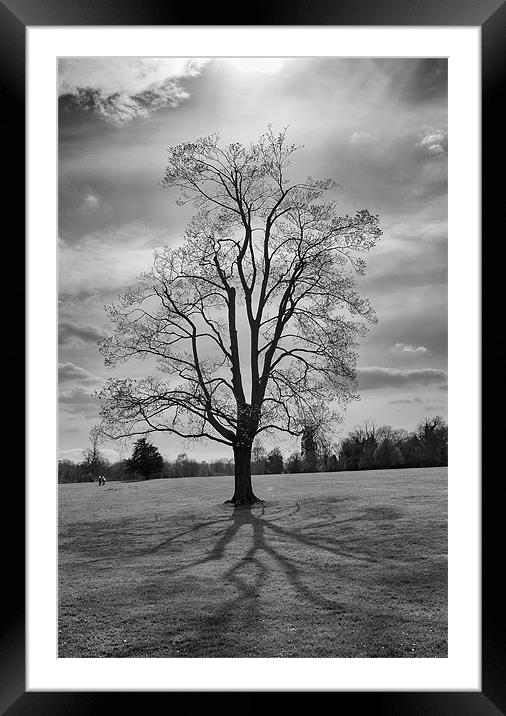 tree iPhone Case Framed Mounted Print by pixelviii Photography