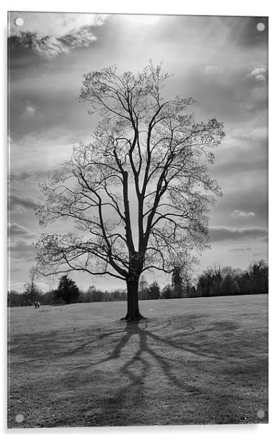 tree iPhone Case Acrylic by pixelviii Photography