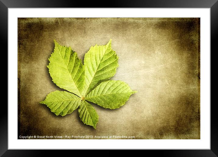 Horse Chestnut Leaf Framed Mounted Print by Ray Pritchard