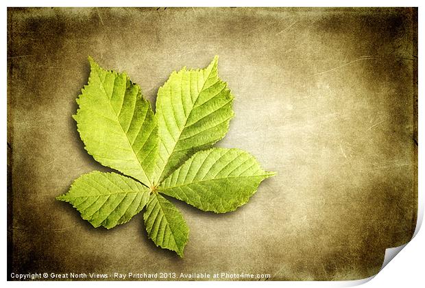 Horse Chestnut Leaf Print by Ray Pritchard