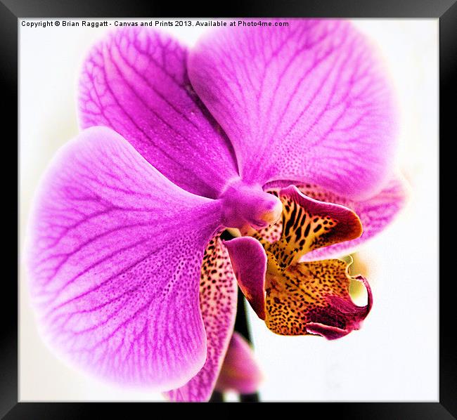 Orchid Framed Print by Brian  Raggatt