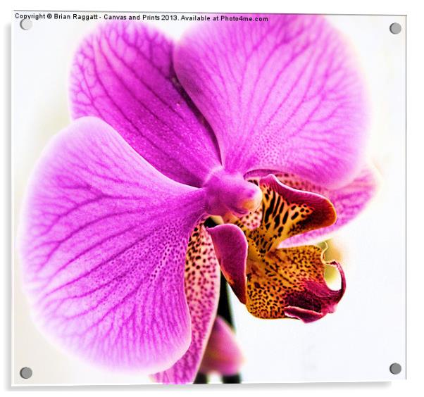 Orchid Acrylic by Brian  Raggatt