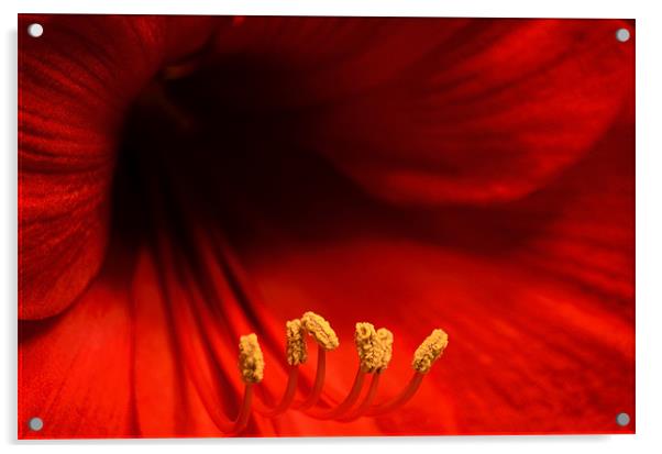 Amaryllis Acrylic by Chris Wooldridge