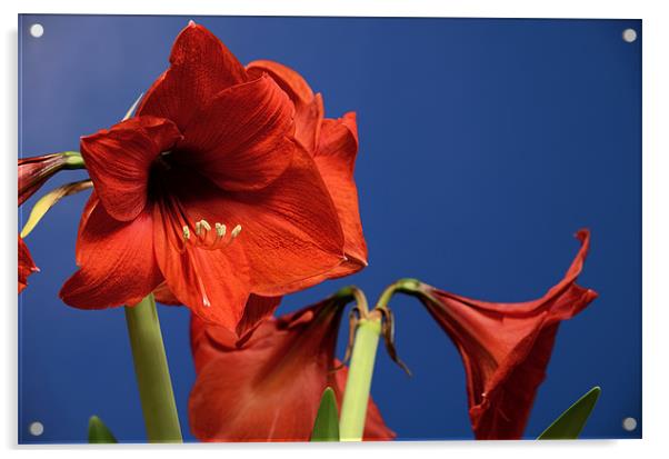 Amaryllis Acrylic by Chris Wooldridge