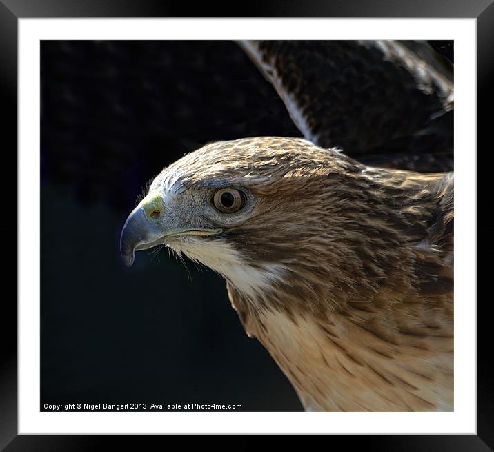 Red Tailed Hawk Framed Mounted Print by Nigel Bangert