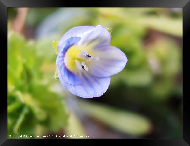 Corn Speedwell Up Close and Personal Framed Print by Arden Fierman
