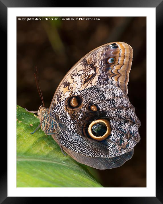 Owl Butterfly Framed Mounted Print by Mary Fletcher