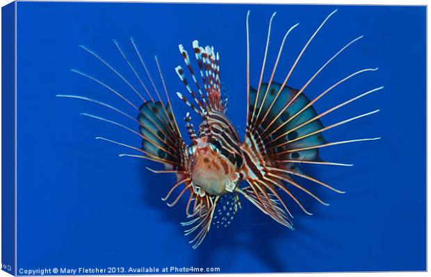 Lionfish Canvas Print by Mary Fletcher