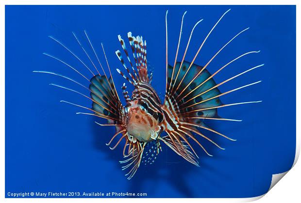 Lionfish Print by Mary Fletcher