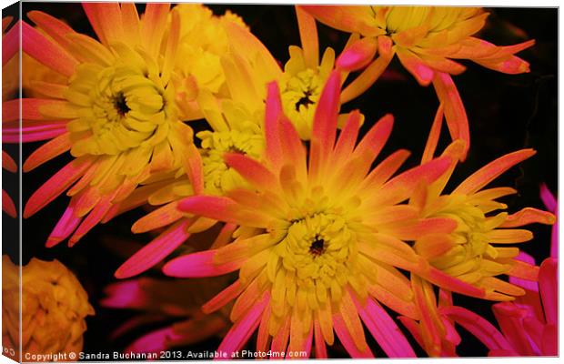 Chrysanthemum Explosion Canvas Print by Sandra Buchanan
