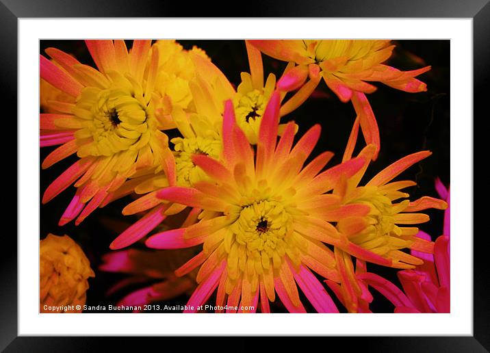 Chrysanthemum Explosion Framed Mounted Print by Sandra Buchanan