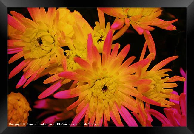 Chrysanthemum Explosion Framed Print by Sandra Buchanan