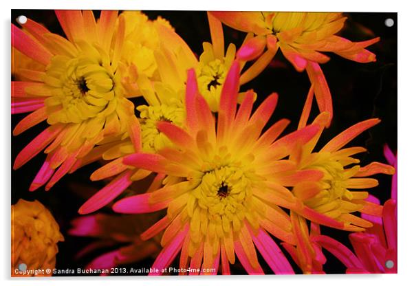 Chrysanthemum Explosion Acrylic by Sandra Buchanan