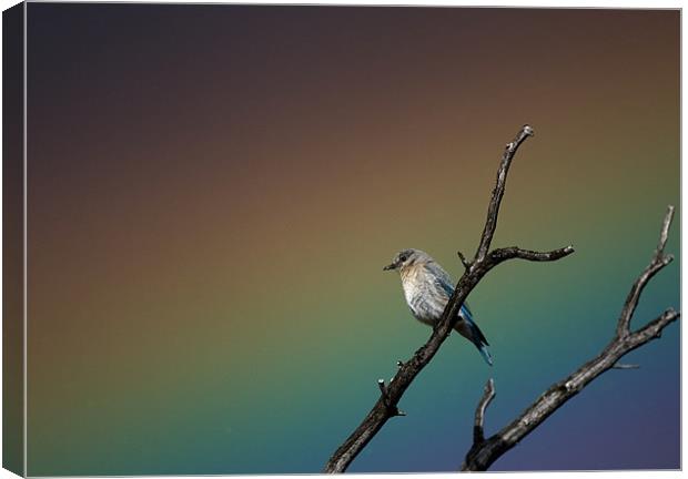 Bluebird Rainbow Canvas Print by Nigel Atkinson