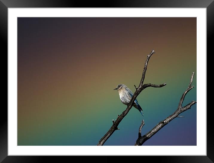Bluebird Rainbow Framed Mounted Print by Nigel Atkinson
