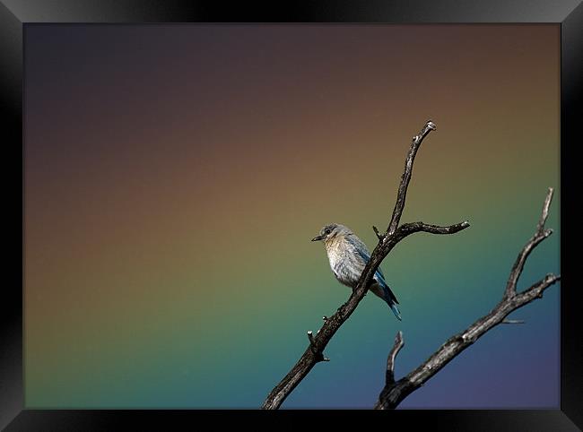 Bluebird Rainbow Framed Print by Nigel Atkinson
