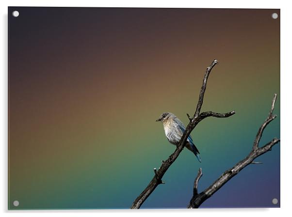 Bluebird Rainbow Acrylic by Nigel Atkinson