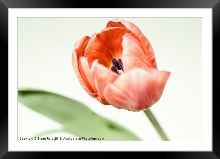 Spring Tulip Framed Mounted Print by Stuart Reid