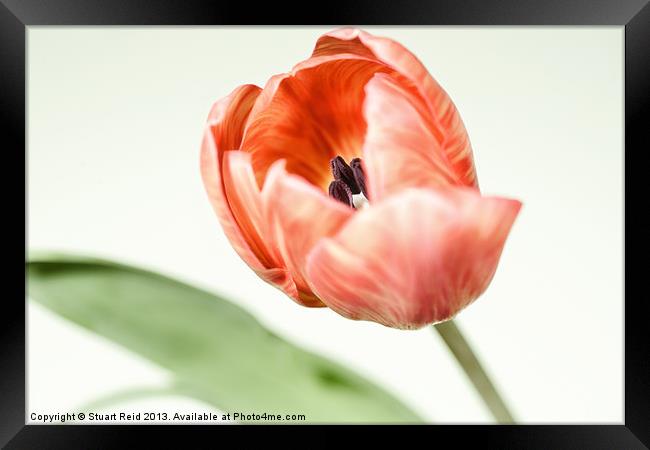 Spring Tulip Framed Print by Stuart Reid