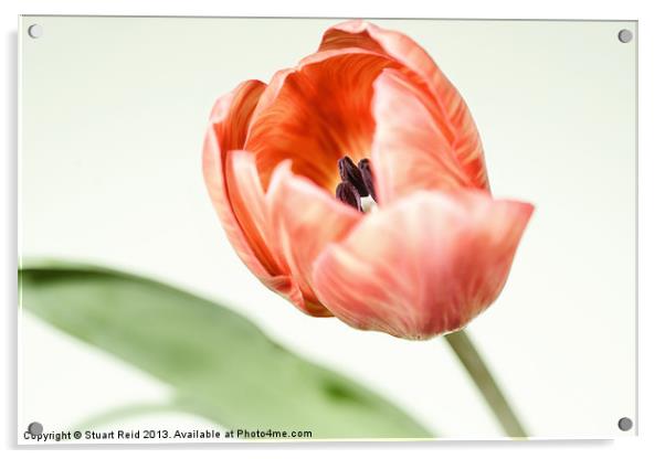Spring Tulip Acrylic by Stuart Reid