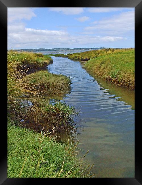 Salt Marsh Stream Framed Print by philip clarke