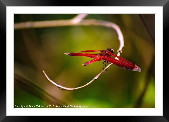 Red Dragonfly Framed Mounted Print by Telmo Zaldivar Jr