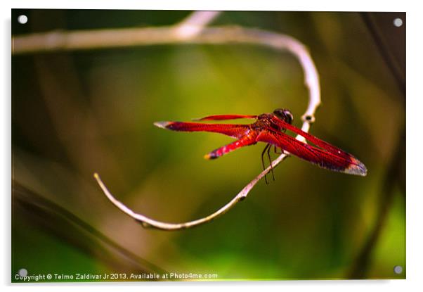 Red Dragonfly Acrylic by Telmo Zaldivar Jr