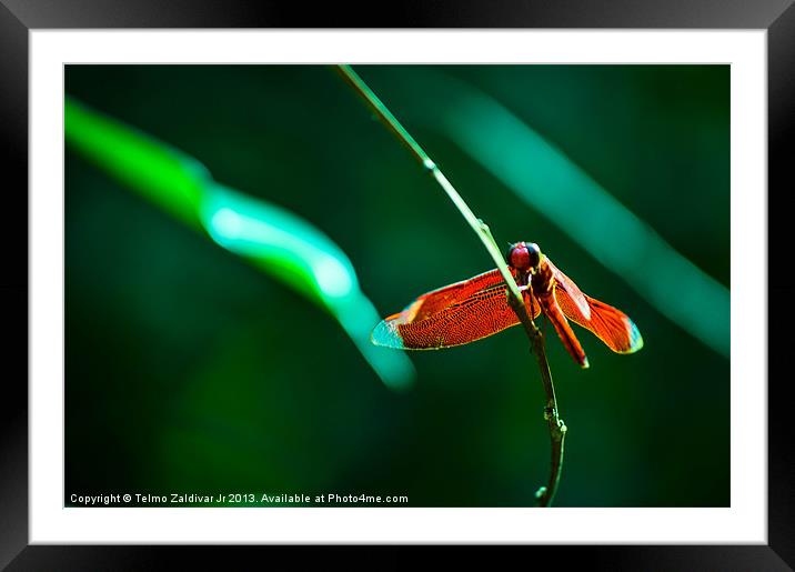 Red Dragonfly 2 Framed Mounted Print by Telmo Zaldivar Jr