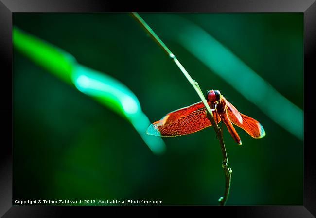Red Dragonfly 2 Framed Print by Telmo Zaldivar Jr