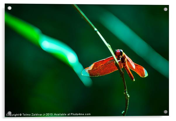Red Dragonfly 2 Acrylic by Telmo Zaldivar Jr