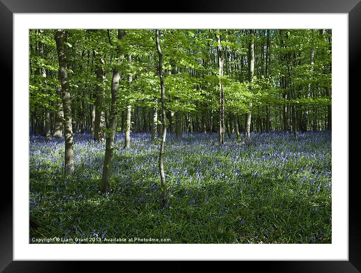 Bluebells, South Weald, Essex, UK in Spring Framed Mounted Print by Liam Grant