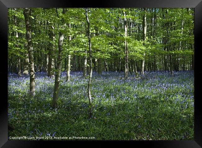 Bluebells, South Weald, Essex, UK in Spring Framed Print by Liam Grant