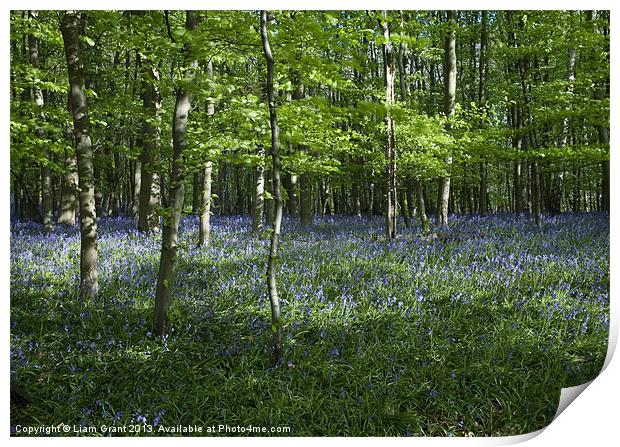 Bluebells, South Weald, Essex, UK in Spring Print by Liam Grant