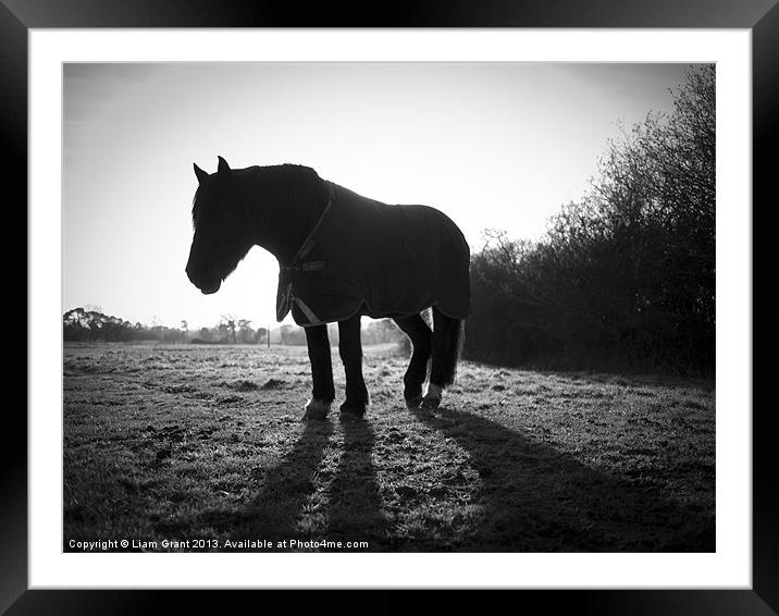 Horse along Peddars Way, Norfolk, UK in Winter. Framed Mounted Print by Liam Grant