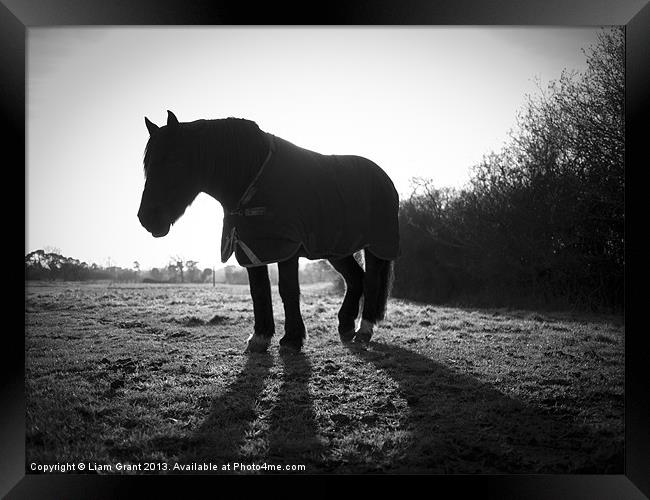 Horse along Peddars Way, Norfolk, UK in Winter. Framed Print by Liam Grant