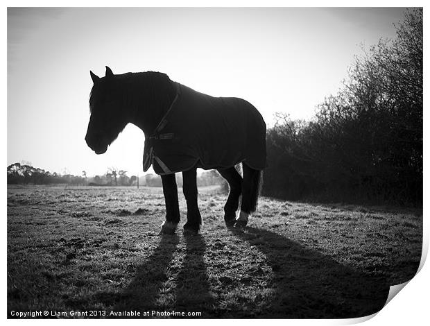 Horse along Peddars Way, Norfolk, UK in Winter. Print by Liam Grant