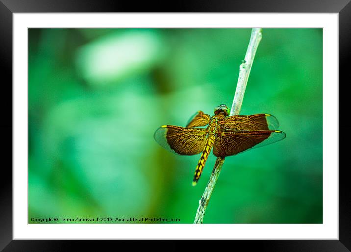 Dragonfly Framed Mounted Print by Telmo Zaldivar Jr