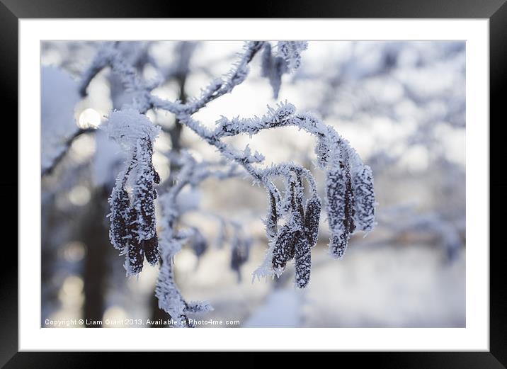 Frozen, frost covered Catkins. Norfolk, UK. Framed Mounted Print by Liam Grant
