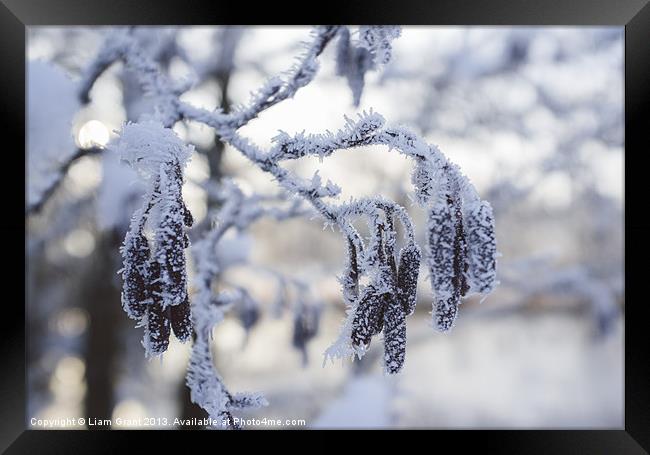 Frozen, frost covered Catkins. Norfolk, UK. Framed Print by Liam Grant