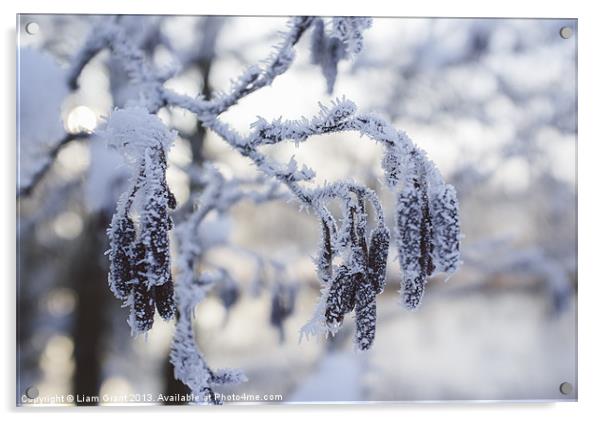 Frozen, frost covered Catkins. Norfolk, UK. Acrylic by Liam Grant