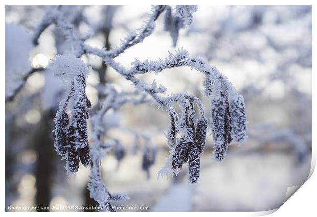 Frozen, frost covered Catkins. Norfolk, UK. Print by Liam Grant